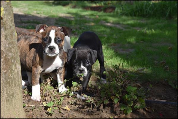 Grote foto old english bulldog pups dieren en toebehoren bulldogs pinschers en molossers