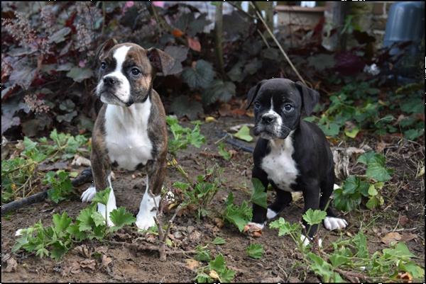 Grote foto old english bulldog pups dieren en toebehoren bulldogs pinschers en molossers