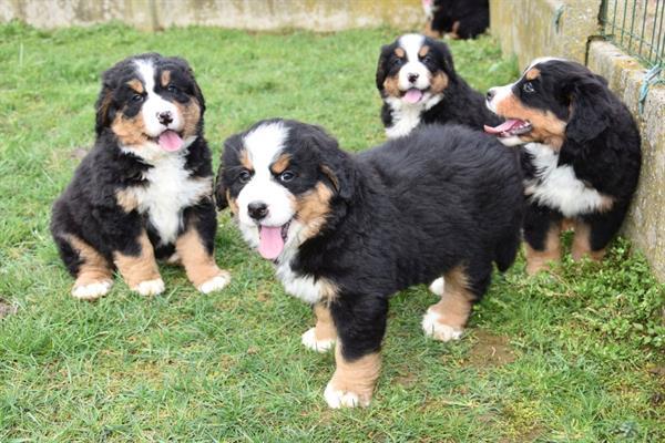 Grote foto berner sennen pups dieren en toebehoren bulldogs pinschers en molossers