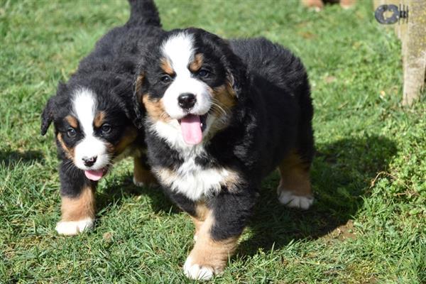 Grote foto berner sennen pups dieren en toebehoren bulldogs pinschers en molossers