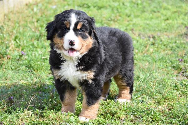 Grote foto berner sennen pups dieren en toebehoren bulldogs pinschers en molossers