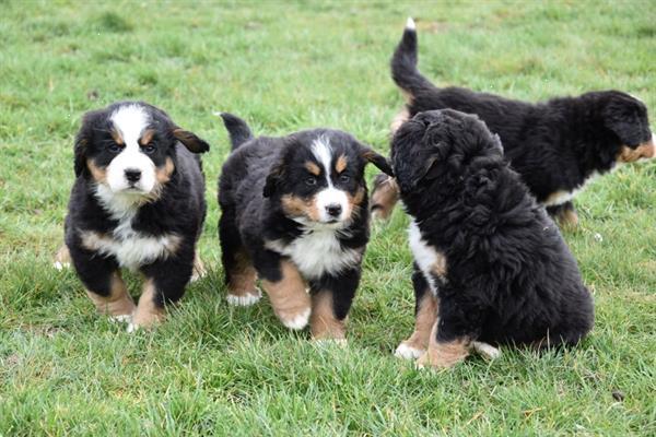 Grote foto berner sennen pups dieren en toebehoren bulldogs pinschers en molossers