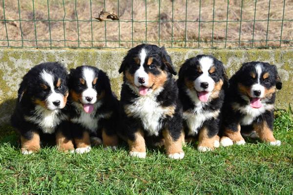 Grote foto berner sennen pups dieren en toebehoren bulldogs pinschers en molossers