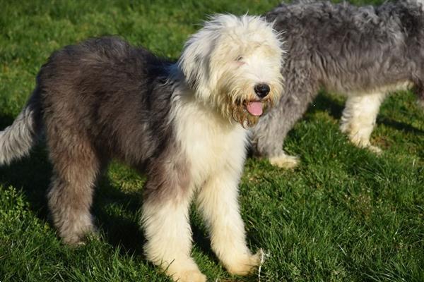 Grote foto bobtail pups dieren en toebehoren herdershonden en veedrijvers