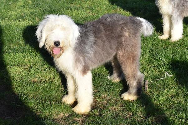 Grote foto bobtail pups dieren en toebehoren herdershonden en veedrijvers