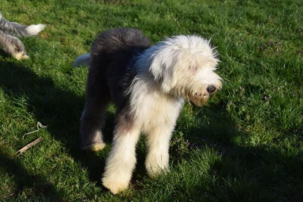 Grote foto bobtail pups dieren en toebehoren herdershonden en veedrijvers