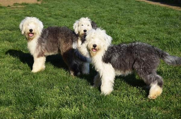 Grote foto bobtail pups dieren en toebehoren herdershonden en veedrijvers