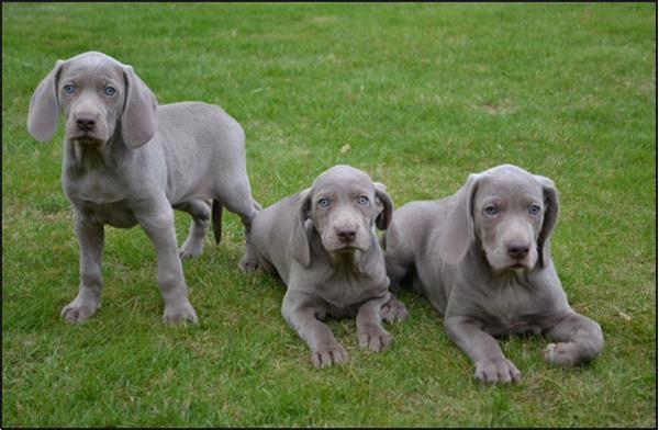 Grote foto weimaraner pups dieren en toebehoren herdershonden en veedrijvers