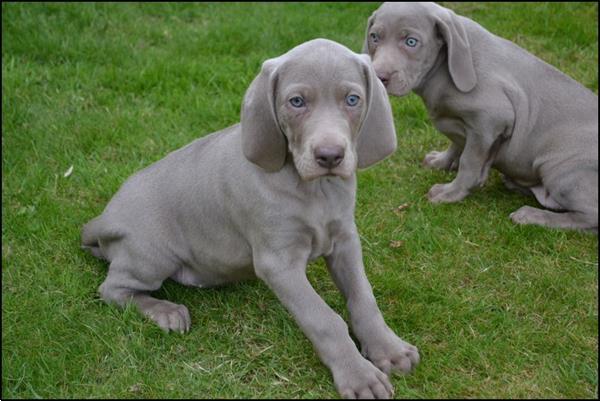 Grote foto weimaraner pups dieren en toebehoren herdershonden en veedrijvers