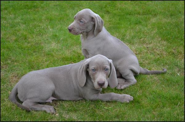 Grote foto weimaraner pups dieren en toebehoren herdershonden en veedrijvers