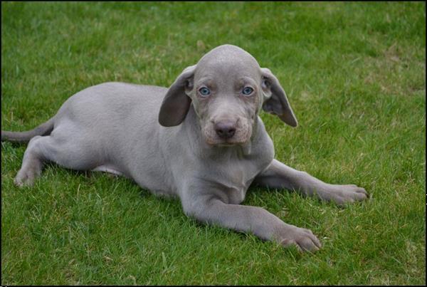 Grote foto weimaraner pups dieren en toebehoren herdershonden en veedrijvers