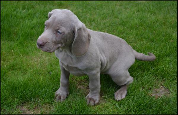 Grote foto weimaraner pups dieren en toebehoren herdershonden en veedrijvers