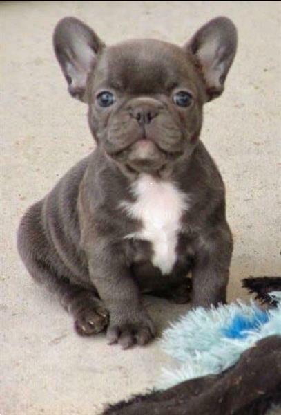 Grote foto blauwe en blauw witte franse bulldog pups. dieren en toebehoren bulldogs pinschers en molossers