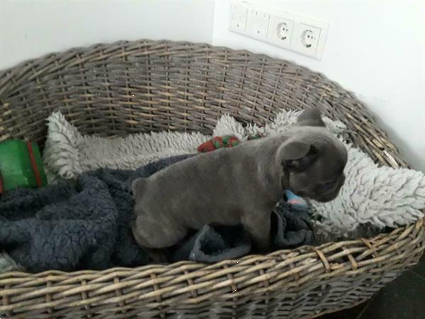 Grote foto blauwe en blauw witte franse bulldog pups. dieren en toebehoren bulldogs pinschers en molossers