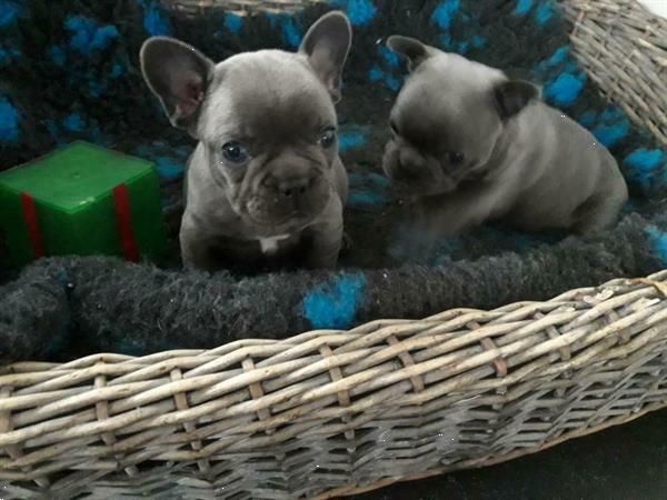 Grote foto blauwe en blauw witte franse bulldog pups. dieren en toebehoren bulldogs pinschers en molossers