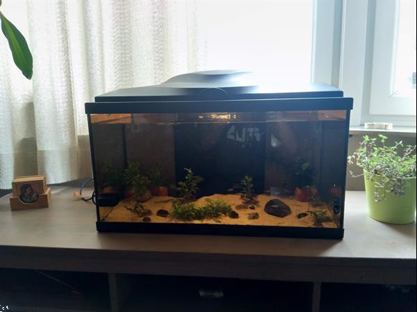 Grote foto 60 liter aquarium dieren en toebehoren aquariumvissen