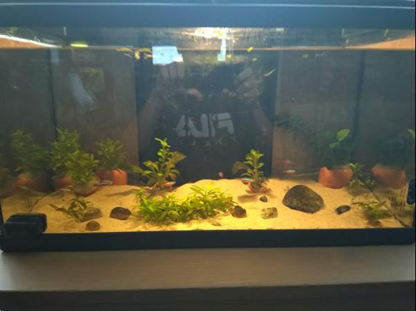 Grote foto 60 liter aquarium dieren en toebehoren aquariumvissen