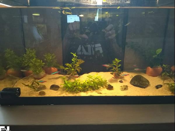 Grote foto 60 liter aquarium dieren en toebehoren aquariumvissen