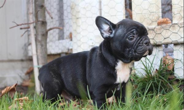 Grote foto franse bulldog pups 100 belgische puppies. dieren en toebehoren bulldogs pinschers en molossers