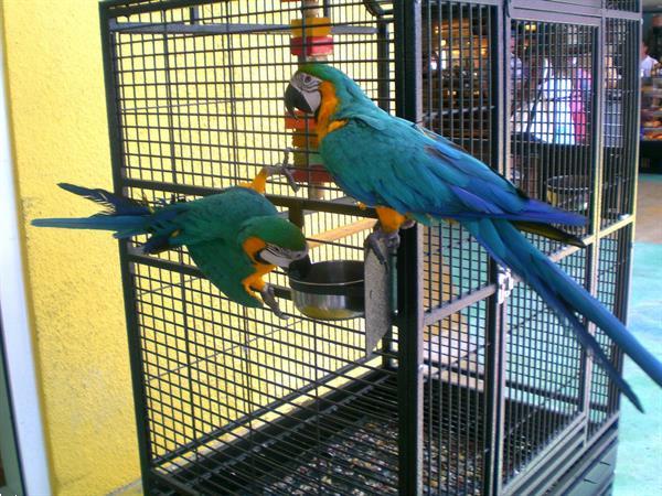 eend Encommium Vriend Blauw Geel Ara Paar Gratis met Kooi Kopen | Parkieten en Papegaaien