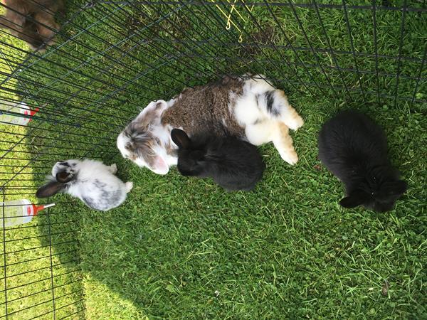 Grote foto hand tamme konijntjes te koop dieren en toebehoren konijnen
