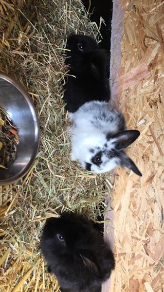 Grote foto hand tamme konijntjes te koop dieren en toebehoren konijnen