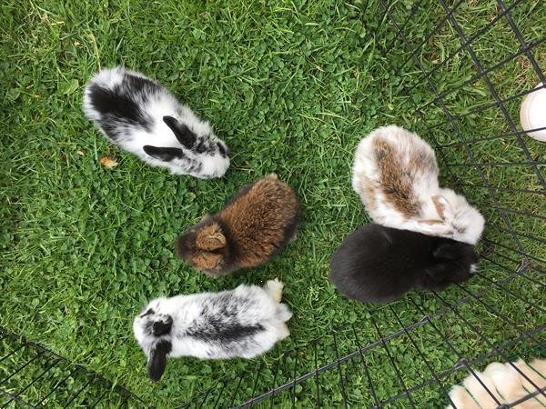 Grote foto hand tamme konijntjes te koop dieren en toebehoren konijnen