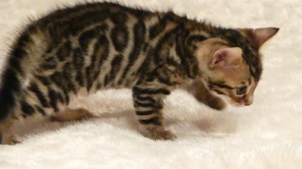 Grote foto raszuiver bengaal kittens met stamboom te koop dieren en toebehoren raskatten korthaar