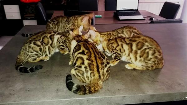 Grote foto raszuiver bengaal kittens met stamboom te koop dieren en toebehoren raskatten korthaar