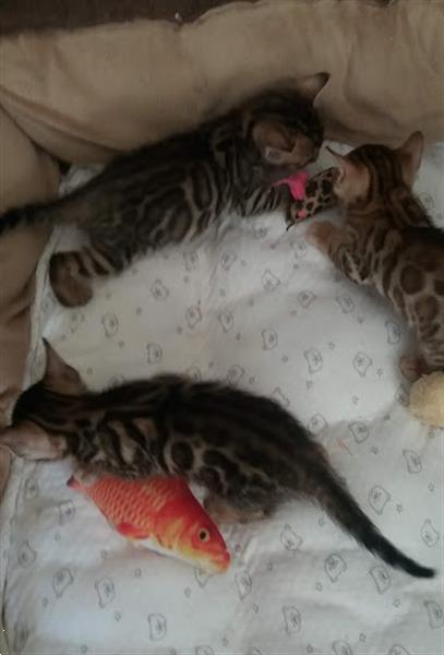 Grote foto raszuiver bengaal kittens met stamboom te koop dieren en toebehoren raskatten korthaar
