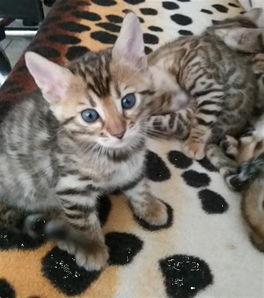 Grote foto raszuiver bengaal kittens met stamboom te koop dieren en toebehoren raskatten korthaar