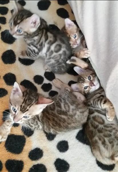 Grote foto raszuiver bengaal kittens met stamboom te koop dieren en toebehoren raskatten korthaar