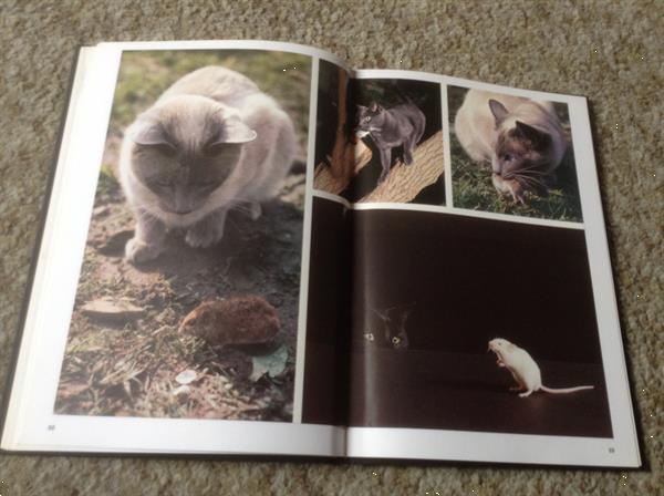 Grote foto boeken van honden en katten lieve huisdieren boeken studieboeken