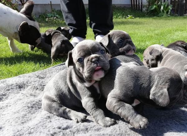 Grote foto blauwe franse bulldog dieren en toebehoren bulldogs pinschers en molossers