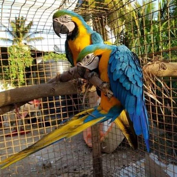 Grote foto 14 weken oud fluit blauwe en gouden papegaaien dieren en toebehoren parkieten en papegaaien