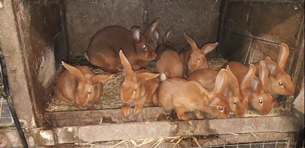 Grote foto vale van bourgondi dieren en toebehoren konijnen