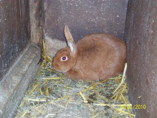 Grote foto vale van bourgondi dieren en toebehoren konijnen