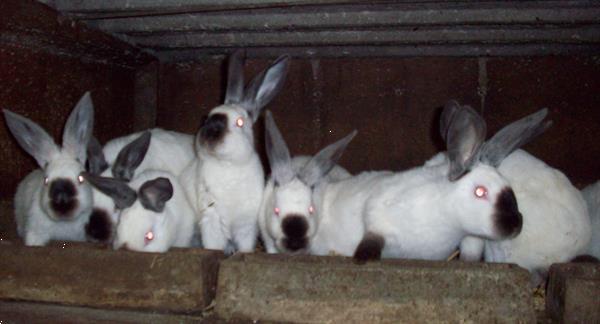Grote foto californi rs dieren en toebehoren konijnen