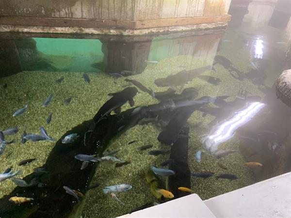 Grote foto pangasius dieren en toebehoren aquariumvissen
