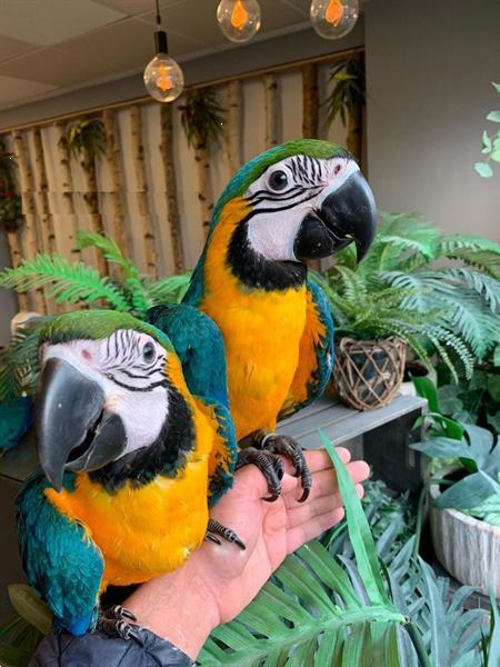 4 Vriendelijke Blauwe en Ara | Parkieten en Papegaaien