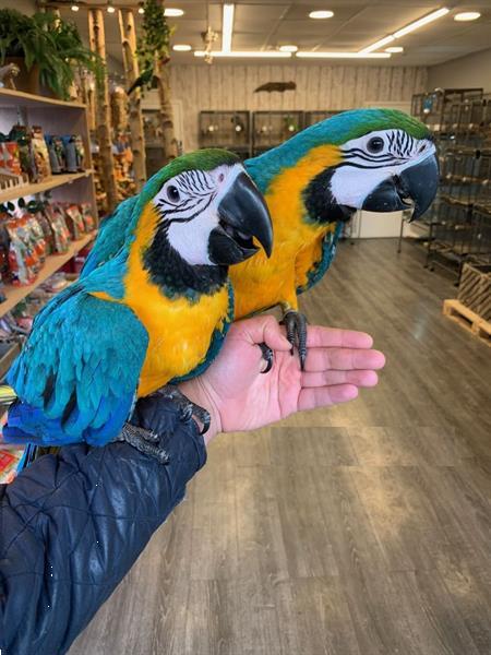 Blauwe en Gouden Papegaaien Kopen | Parkieten Papegaaien