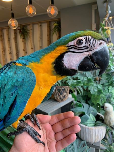 schelp Artiest Veilig 4 Vriendelijke Blauwe en Gouden Ara Papegaaien Kopen | Parkieten en  Papegaaien