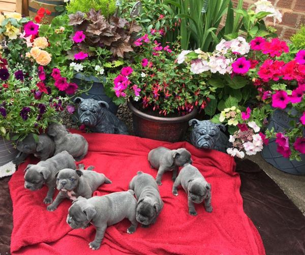 Grote foto negen blauwe ogen franse bulldog pups dieren en toebehoren bulldogs pinschers en molossers