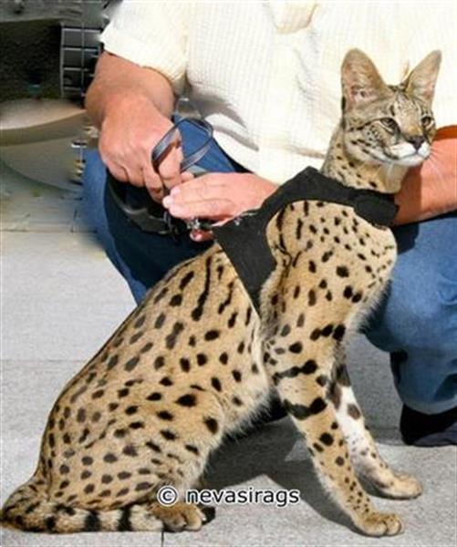 Grote foto katten jasje tuigje halsband kitten raskatten dieren en toebehoren katten accessoires