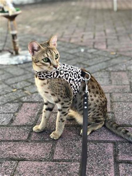 Grote foto katten jasje tuigje halsband kitten raskatten dieren en toebehoren katten accessoires