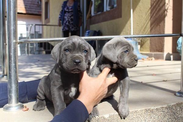 Grote foto cane corso pups 11 weken oud erg sterk dieren en toebehoren overige honden