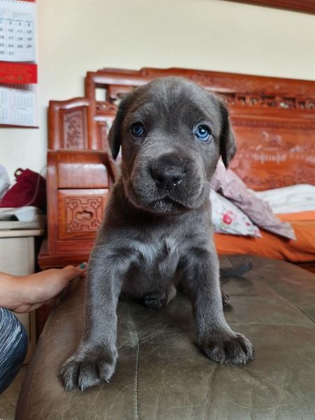 Grote foto cane corso pups 11 weken oud erg sterk dieren en toebehoren overige honden