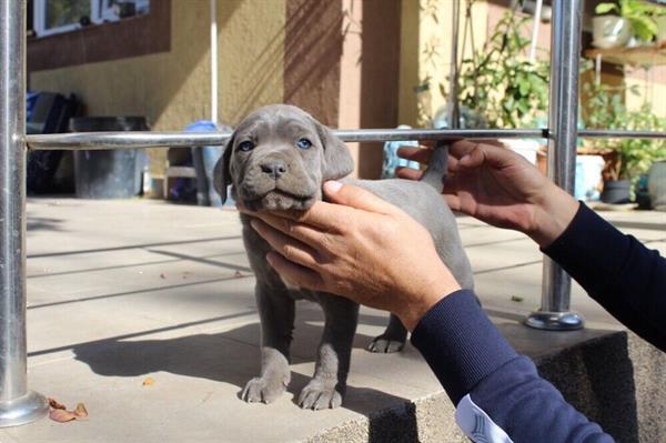 Grote foto cane corso pups 11 weken oud erg sterk dieren en toebehoren overige honden