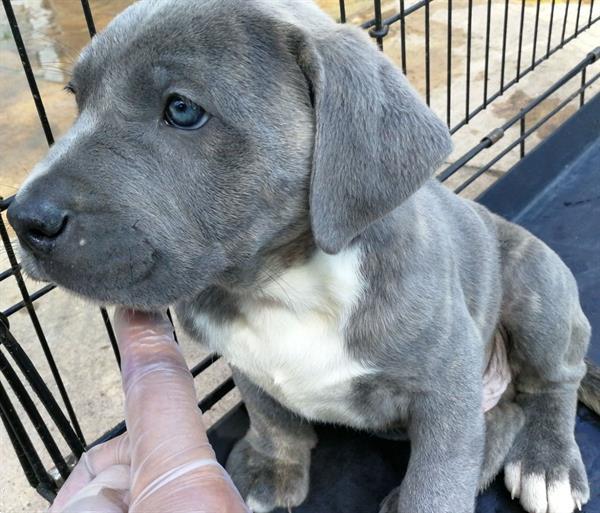 Grote foto cane corso pups 11 weken oud erg sterk dieren en toebehoren overige honden