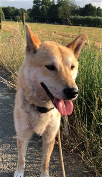 Grote foto lieve shiba inu zoekt nieuw baasje overlijden dieren en toebehoren overige honden